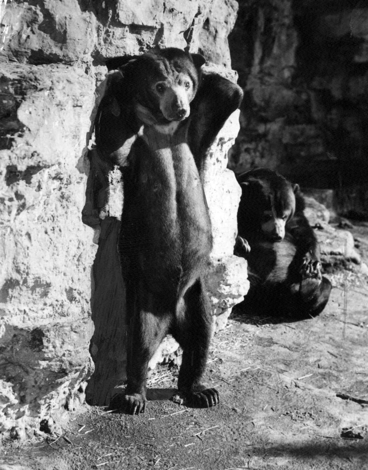 Bears at the St. Louis Zoo in 1940